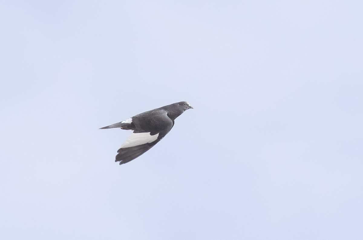 Rock Pigeon (Feral Pigeon) - ML618698760