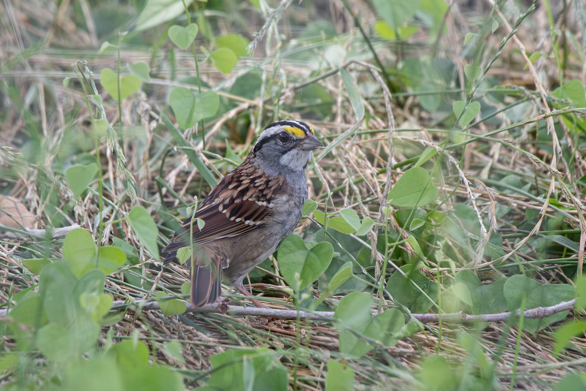 White-throated Sparrow - ML618698773