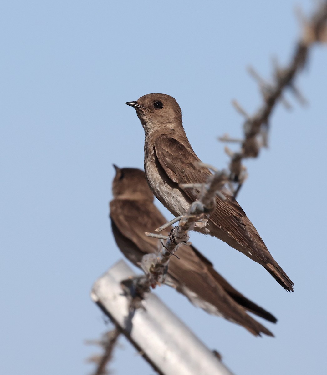 Northern Rough-winged Swallow - ML618698816