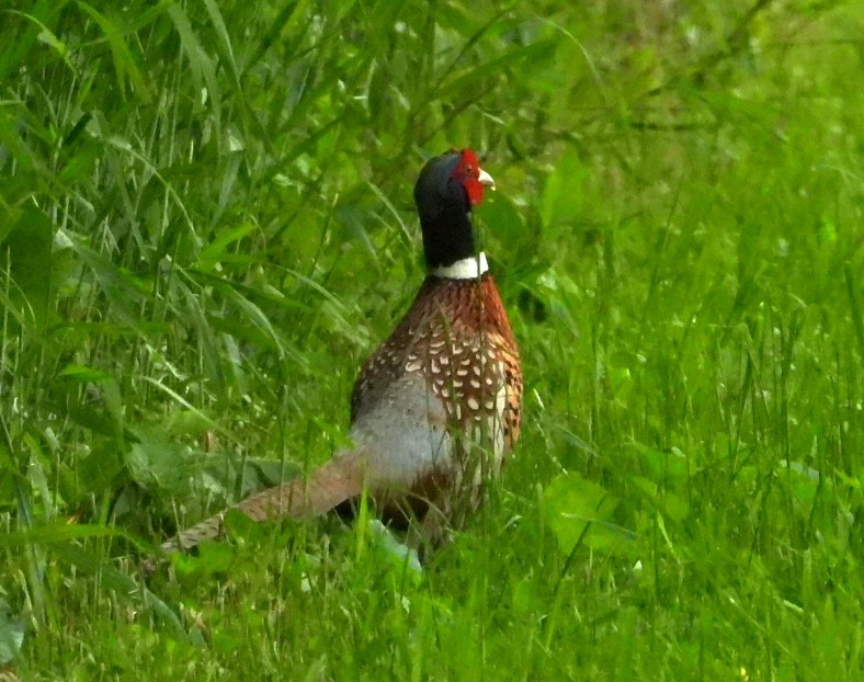 Ring-necked Pheasant - ML618698821
