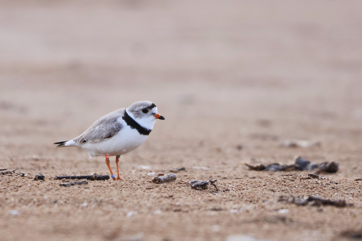 Piping Plover - ML618698822