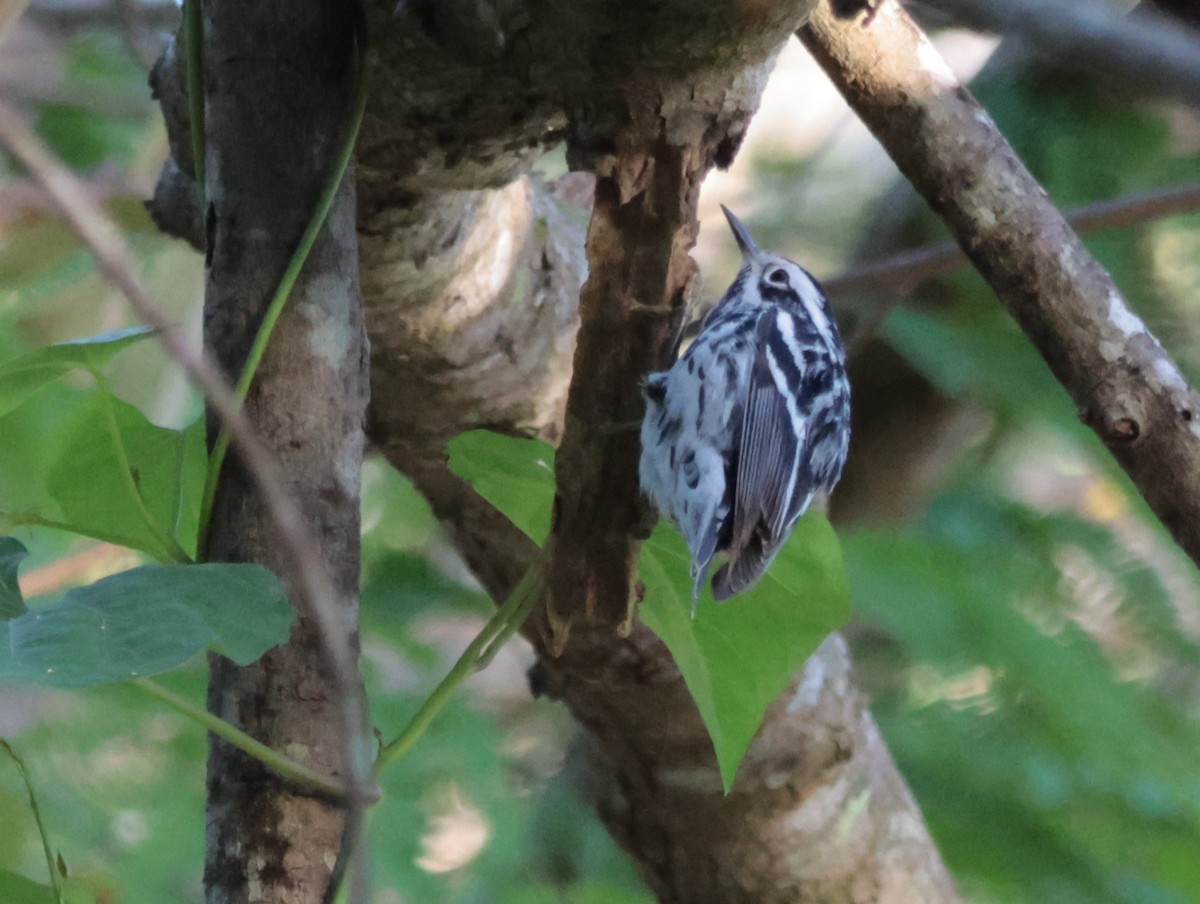 Black-and-white Warbler - ML618698829