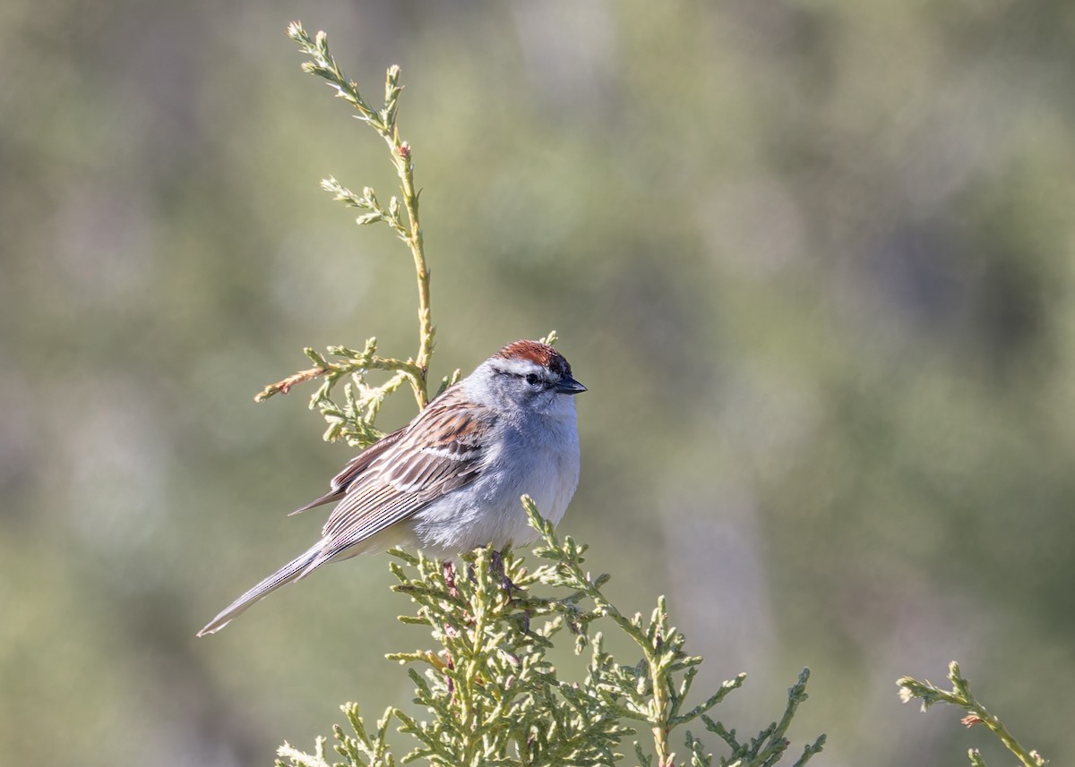 Chipping Sparrow - ML618698906