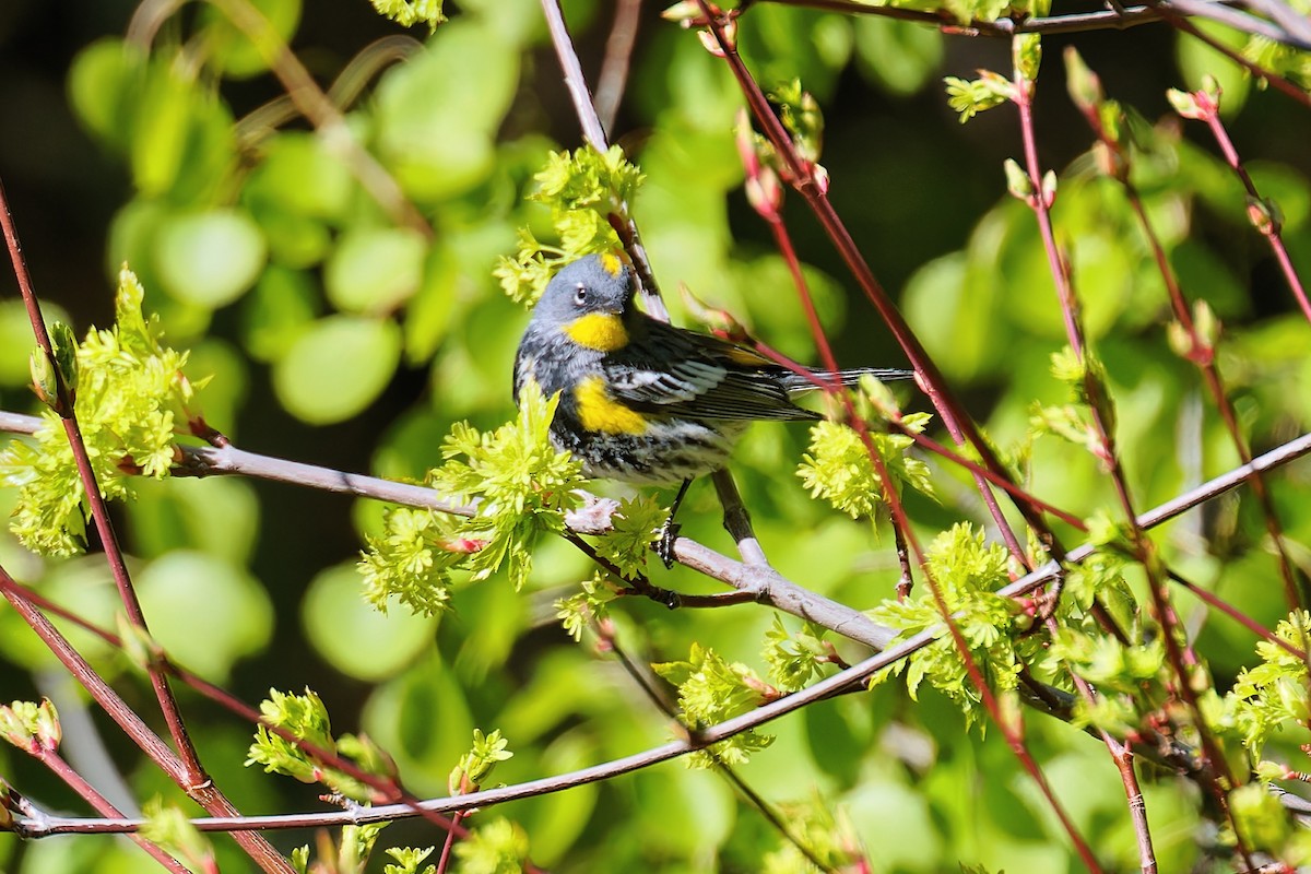 Yellow-rumped Warbler (Audubon's) - ML618698909