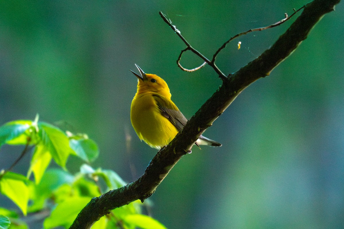 Prothonotary Warbler - ML618698912
