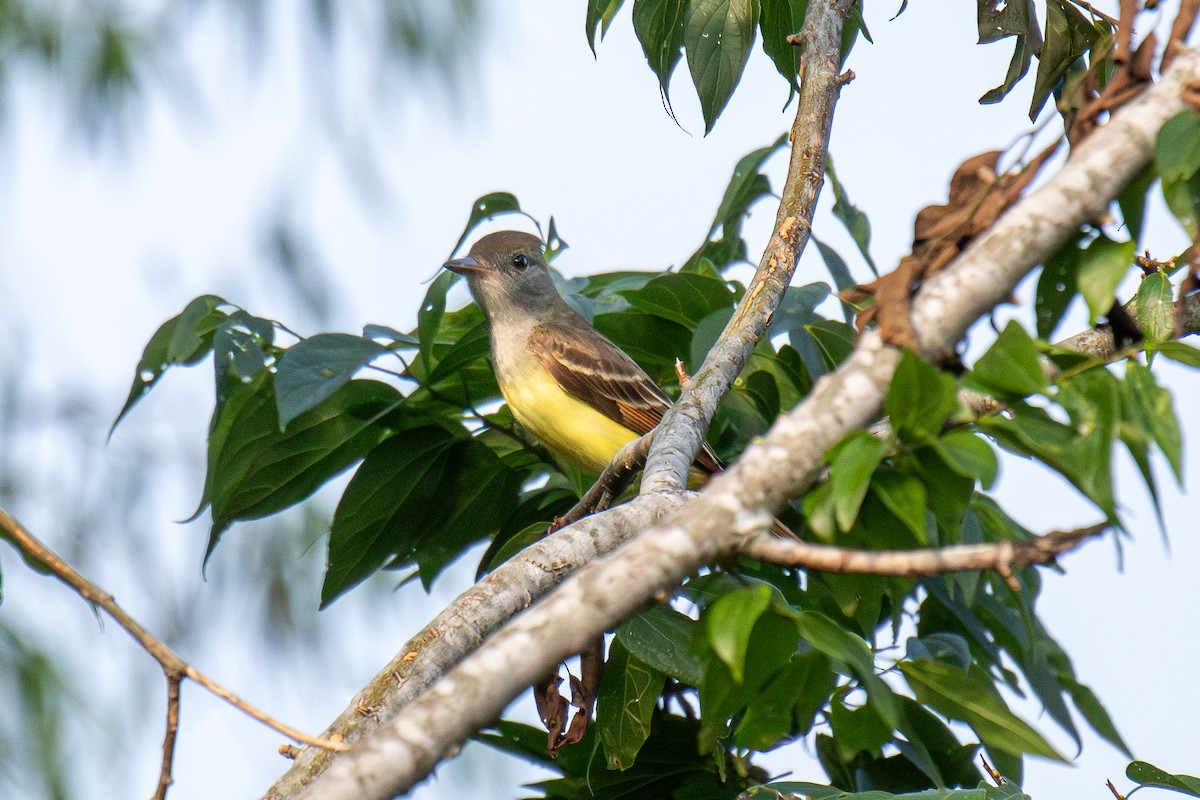 Great Crested Flycatcher - ML618698924