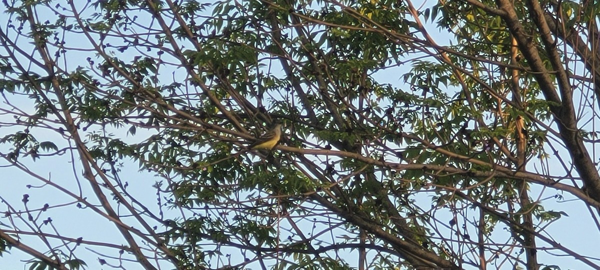 Great Crested Flycatcher - ML618698928