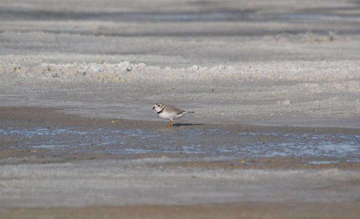 Piping Plover - ML618698931