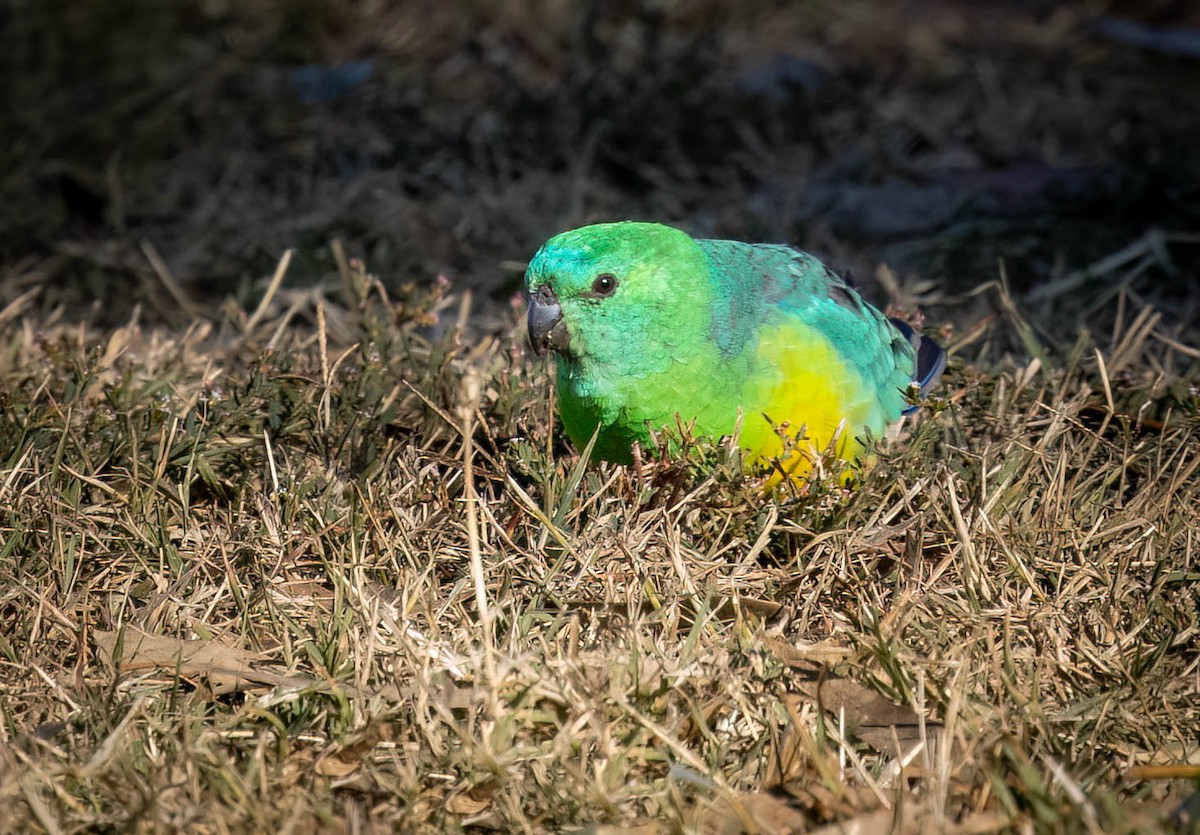 Red-rumped Parrot - ML618698941