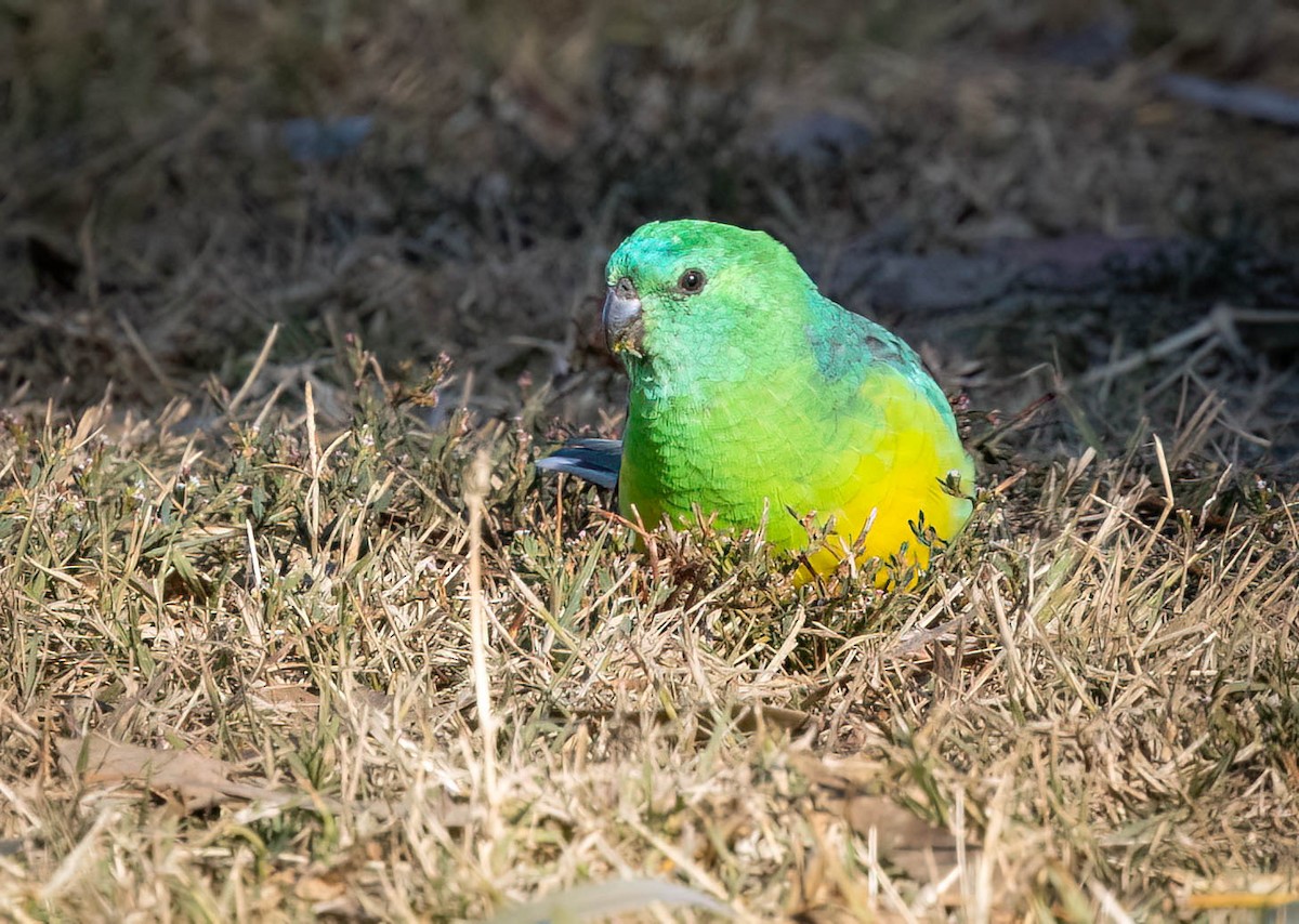 Red-rumped Parrot - ML618698942