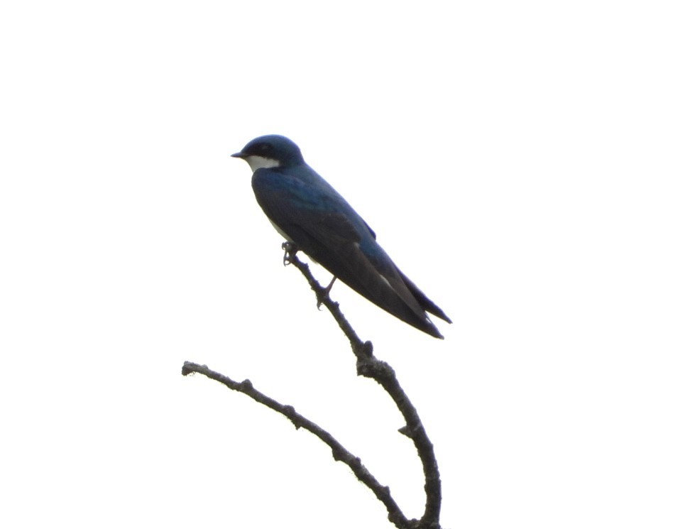 Tree Swallow - ML618698981