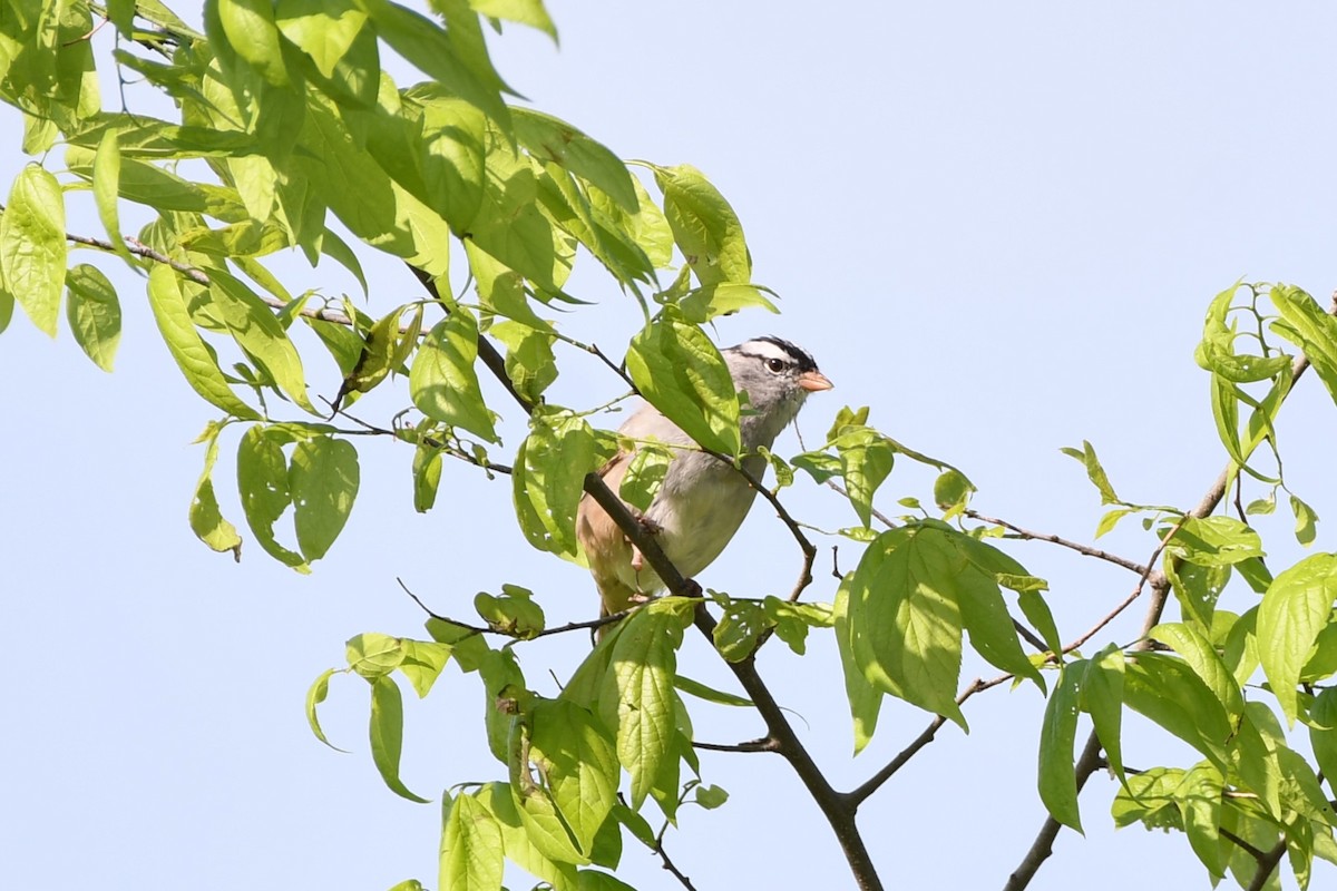 White-crowned Sparrow - ML618698983