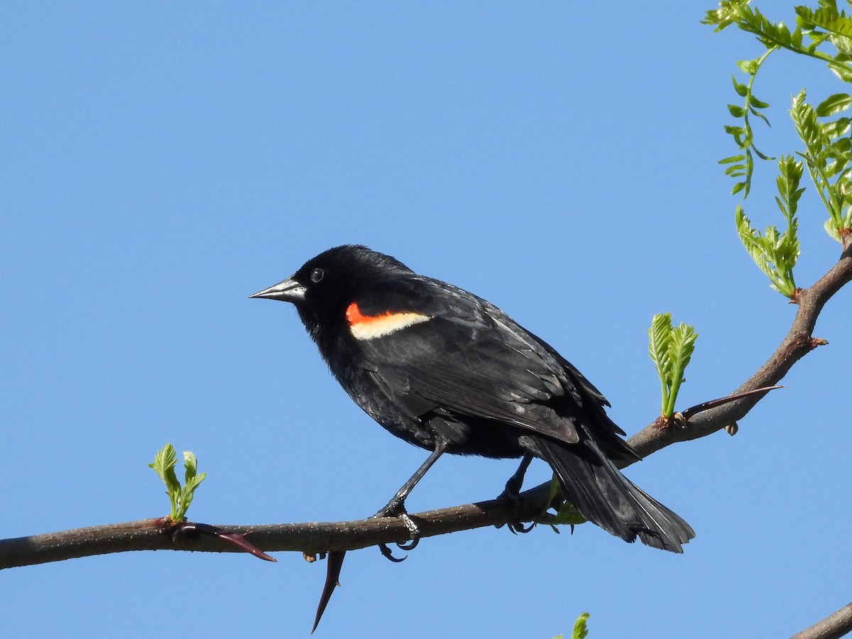 Red-winged Blackbird - ML618698984
