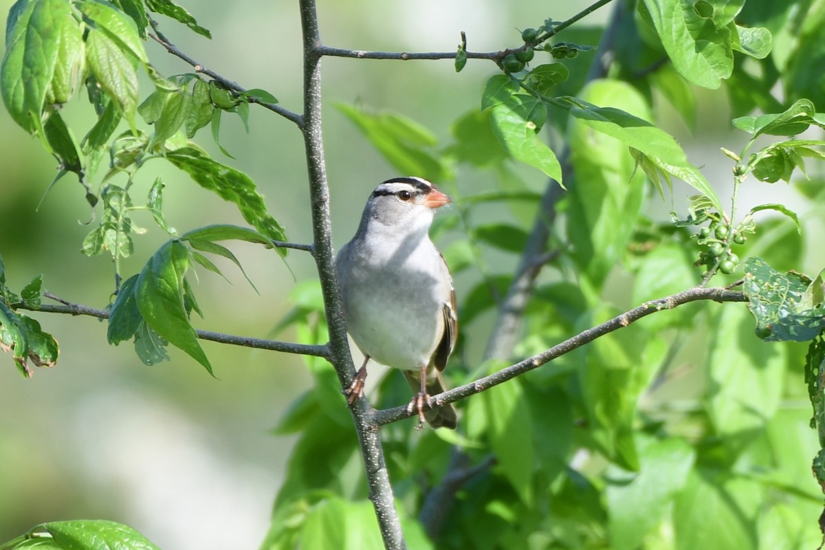 White-crowned Sparrow - ML618698987