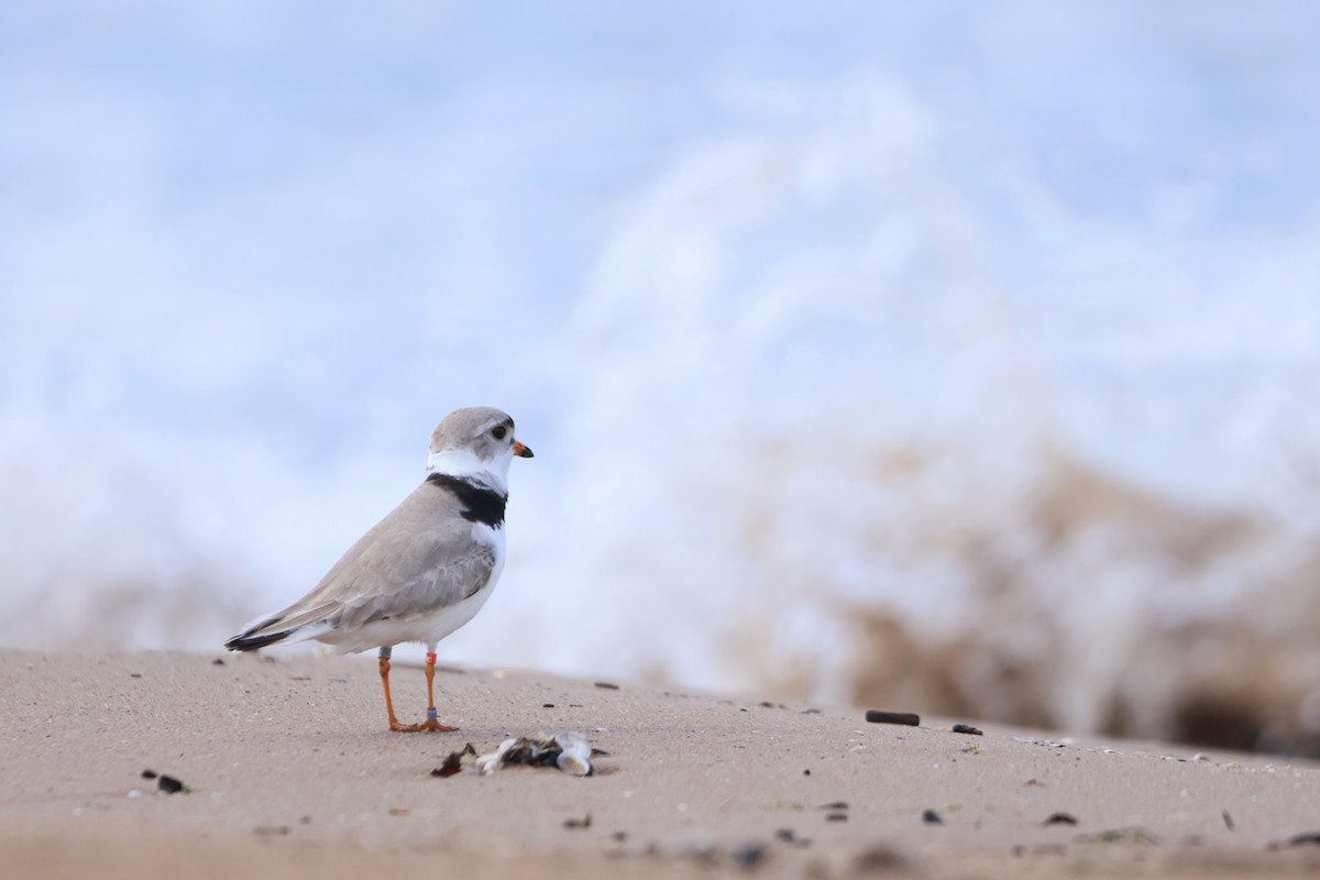 Piping Plover - ML618698990