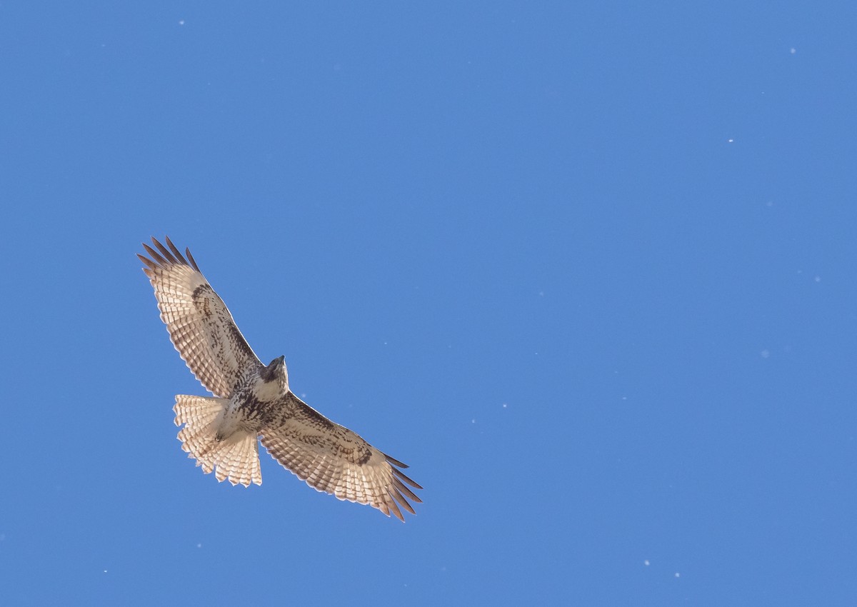 Red-tailed Hawk - ML618699013