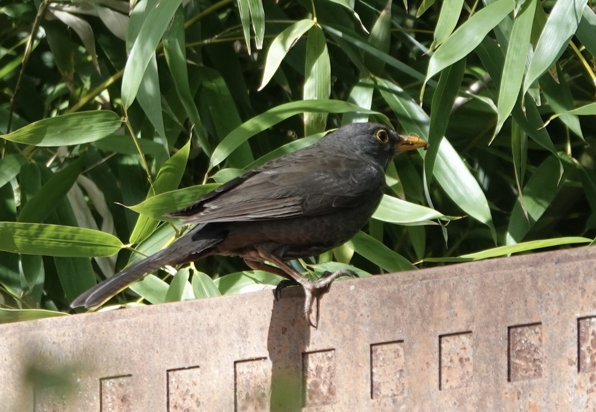Eurasian Blackbird - ML618699028