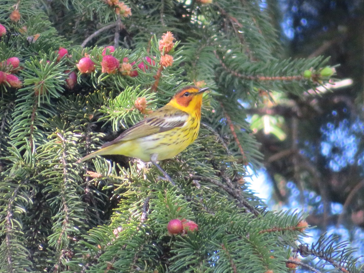 Cape May Warbler - ML618699059