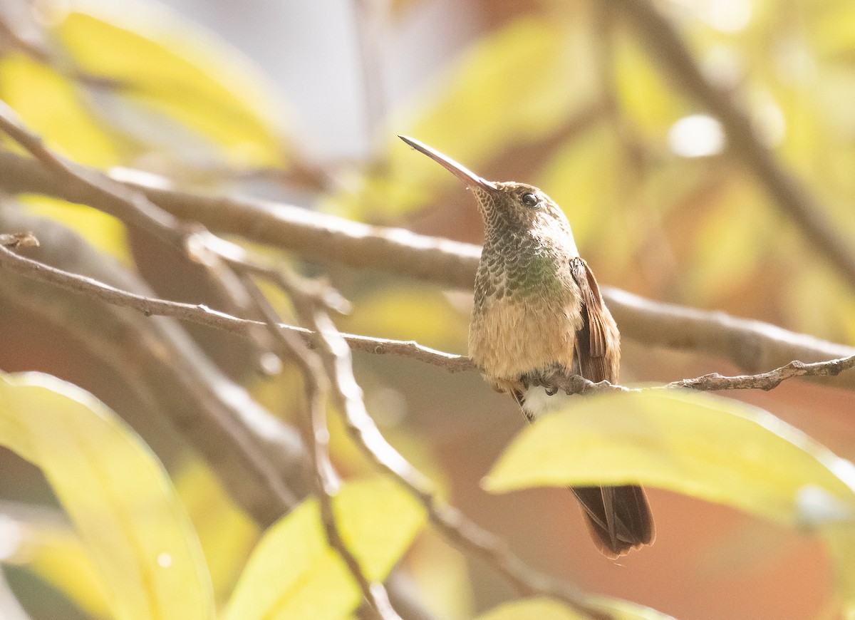 Berylline Hummingbird - ML618699071