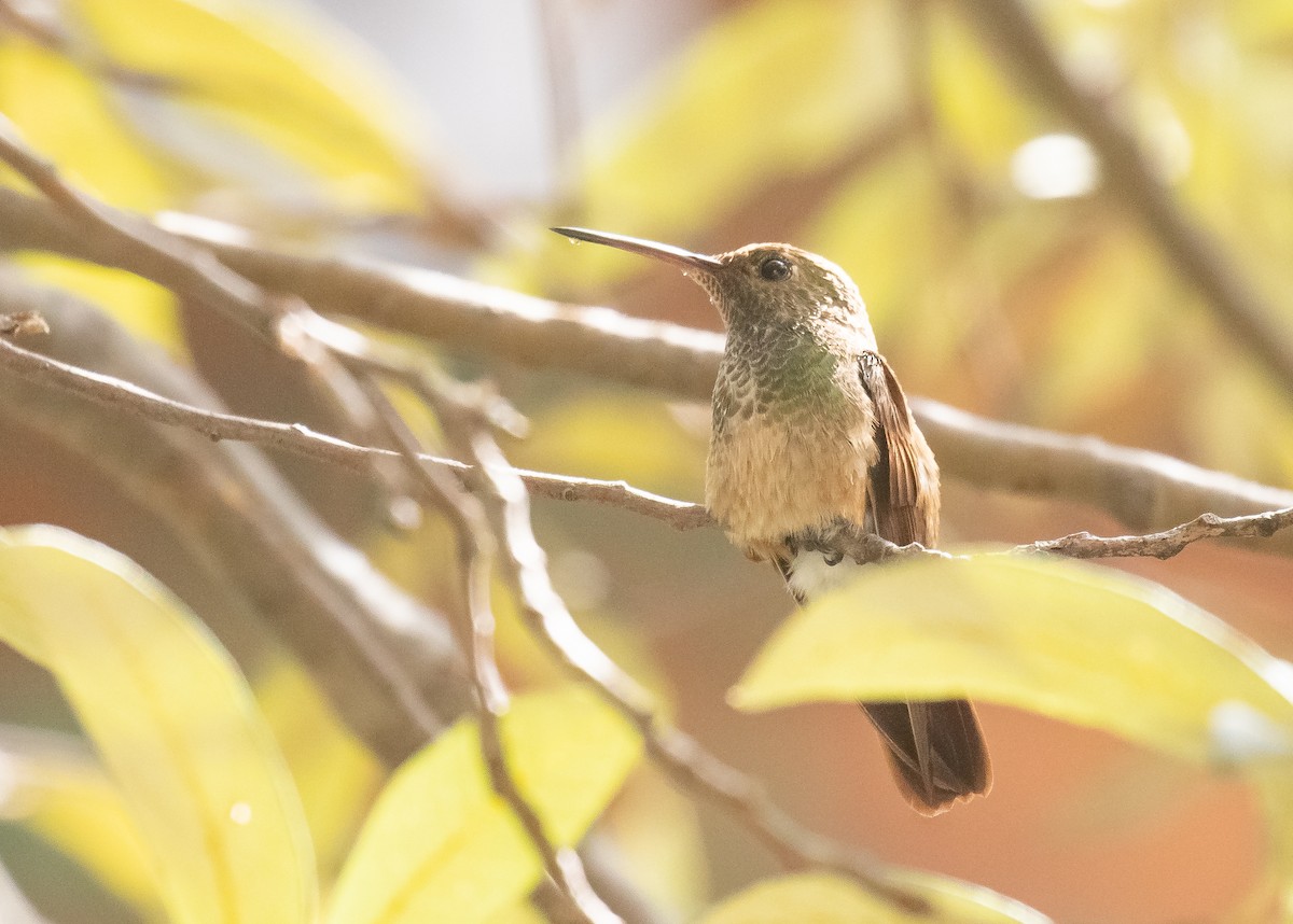 Berylline Hummingbird - ML618699072