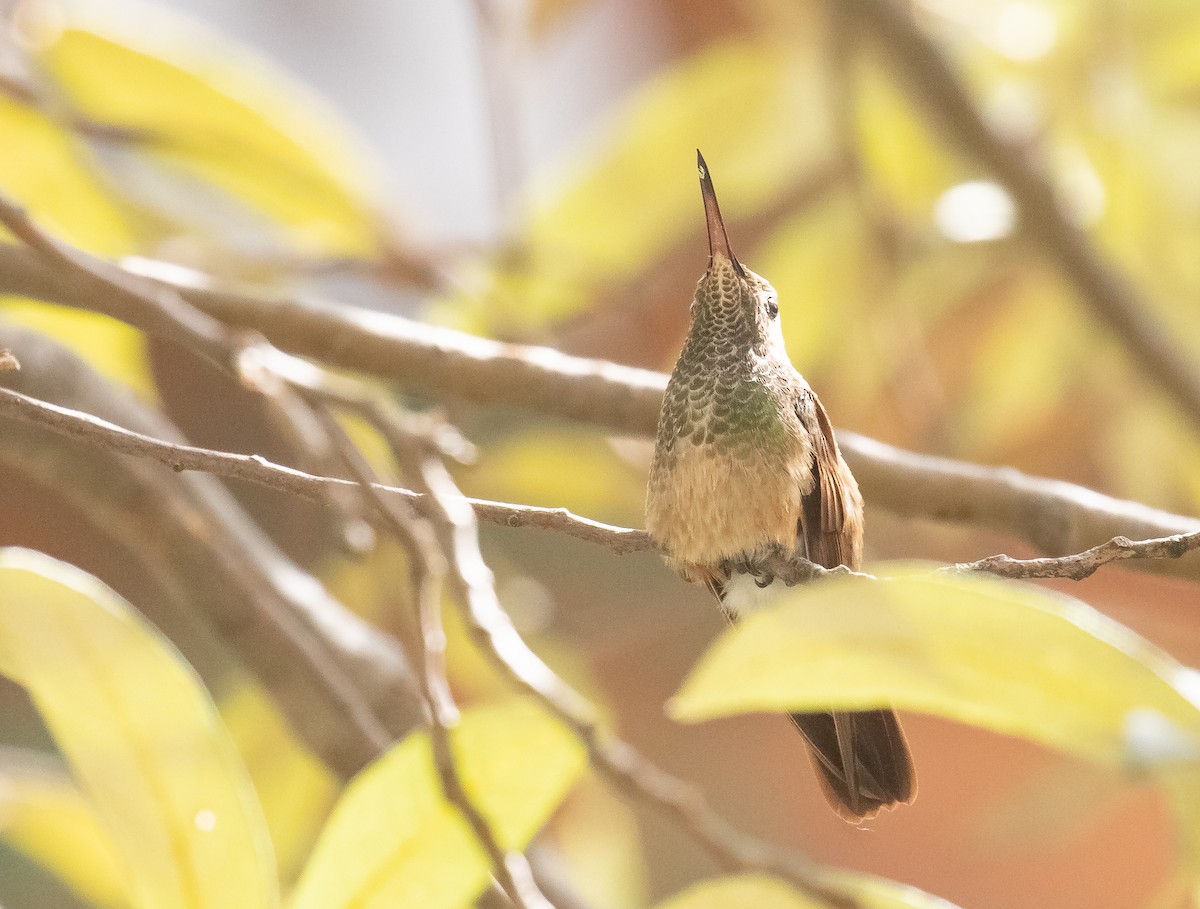 kolibřík mexický - ML618699073