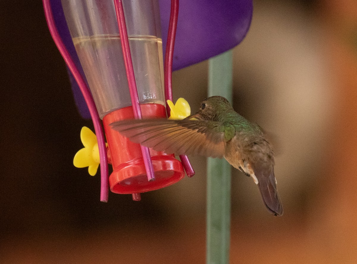 kolibřík mexický - ML618699075