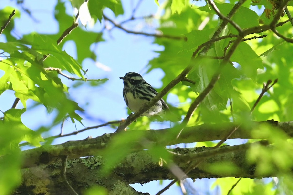 Black-and-white Warbler - ML618699115