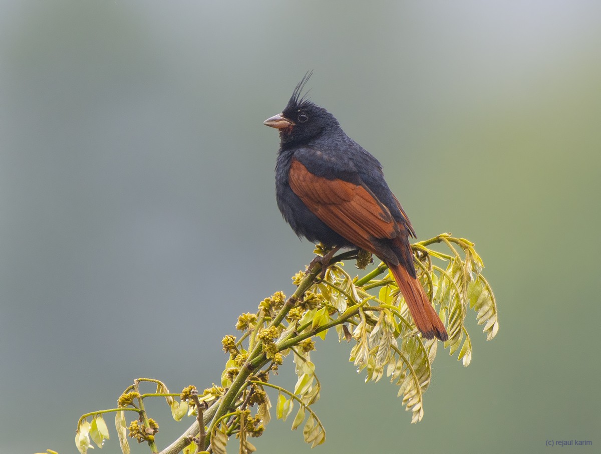 Crested Bunting - ML618699116