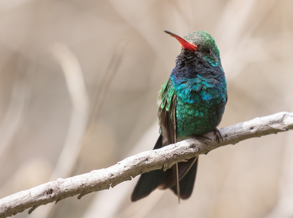 Broad-billed Hummingbird - Liam Huber