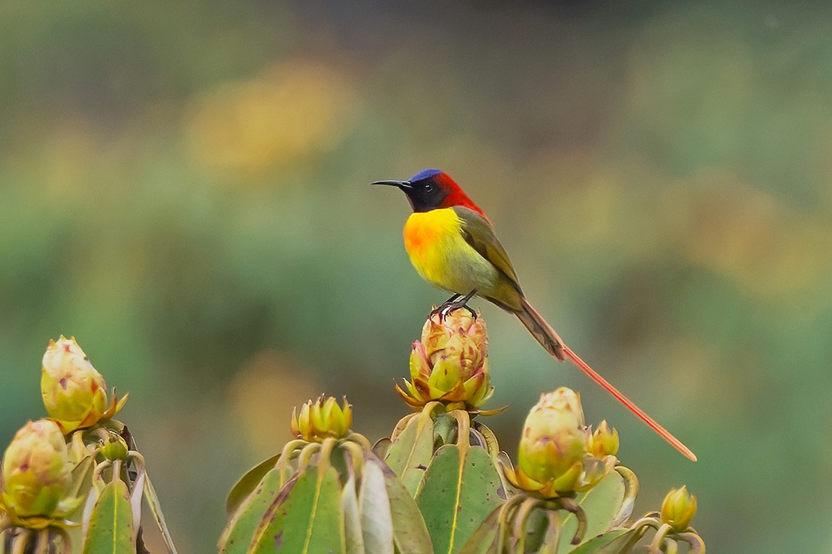 Fire-tailed Sunbird - Rajkumar Das