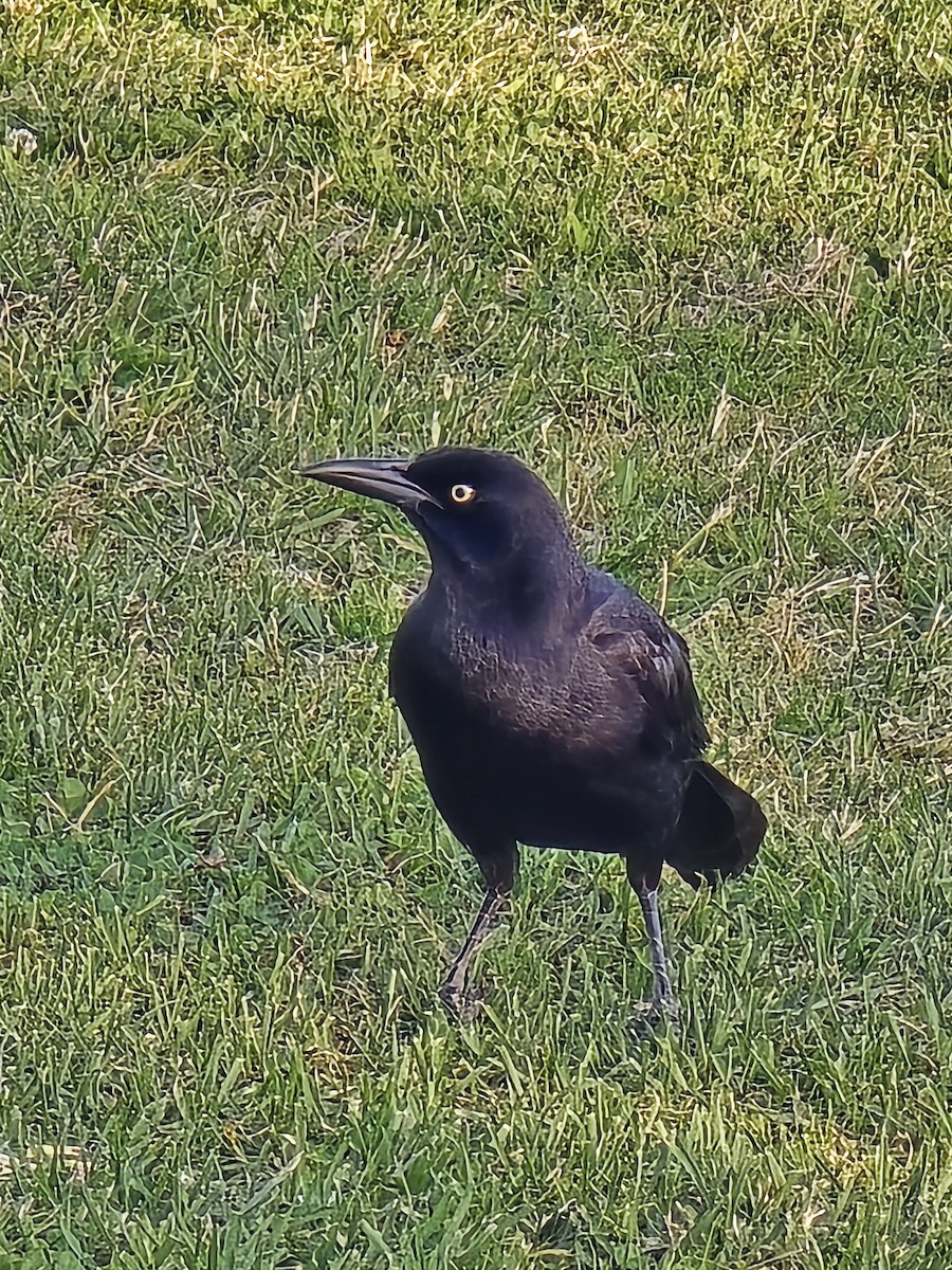 Great-tailed Grackle - ML618699219