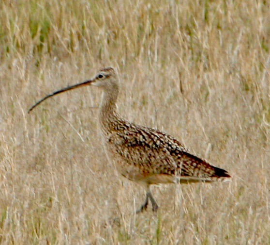Long-billed Curlew - ML618699220