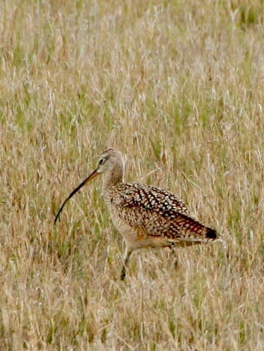 Long-billed Curlew - ML618699224