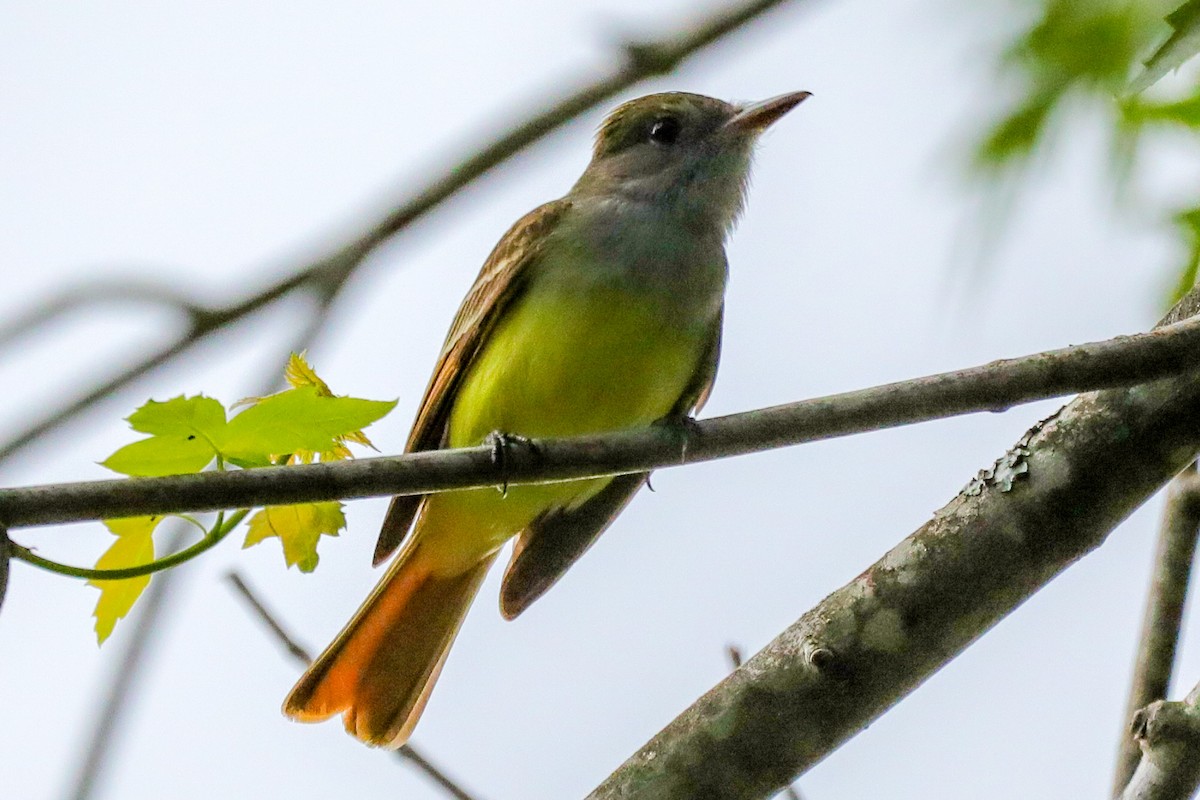Great Crested Flycatcher - ML618699238