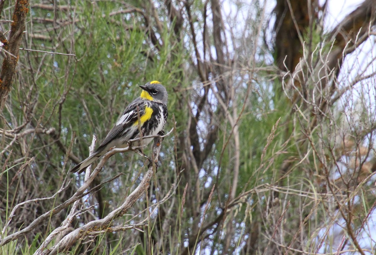 Yellow-rumped Warbler (Audubon's) - ML618699271