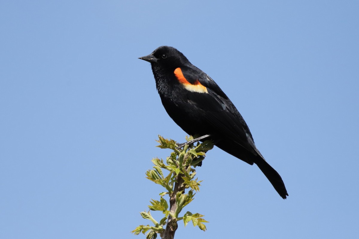 Red-winged Blackbird - ML618699275