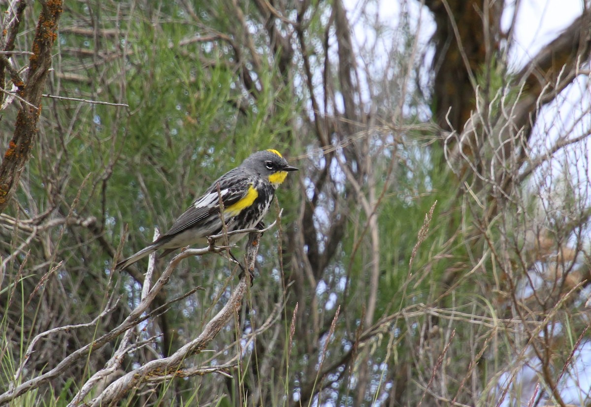 Yellow-rumped Warbler (Audubon's) - ML618699277