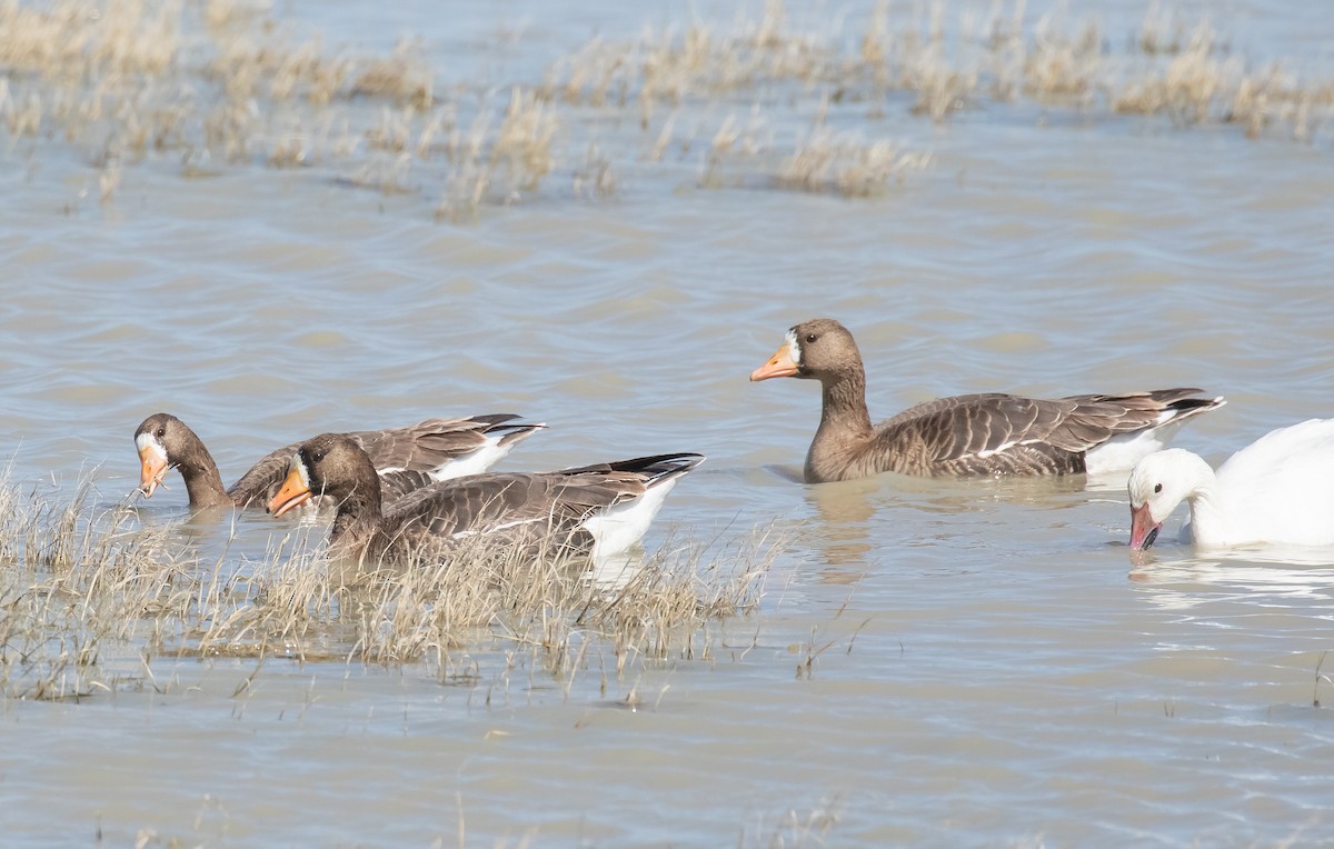 Greater White-fronted Goose - ML618699283