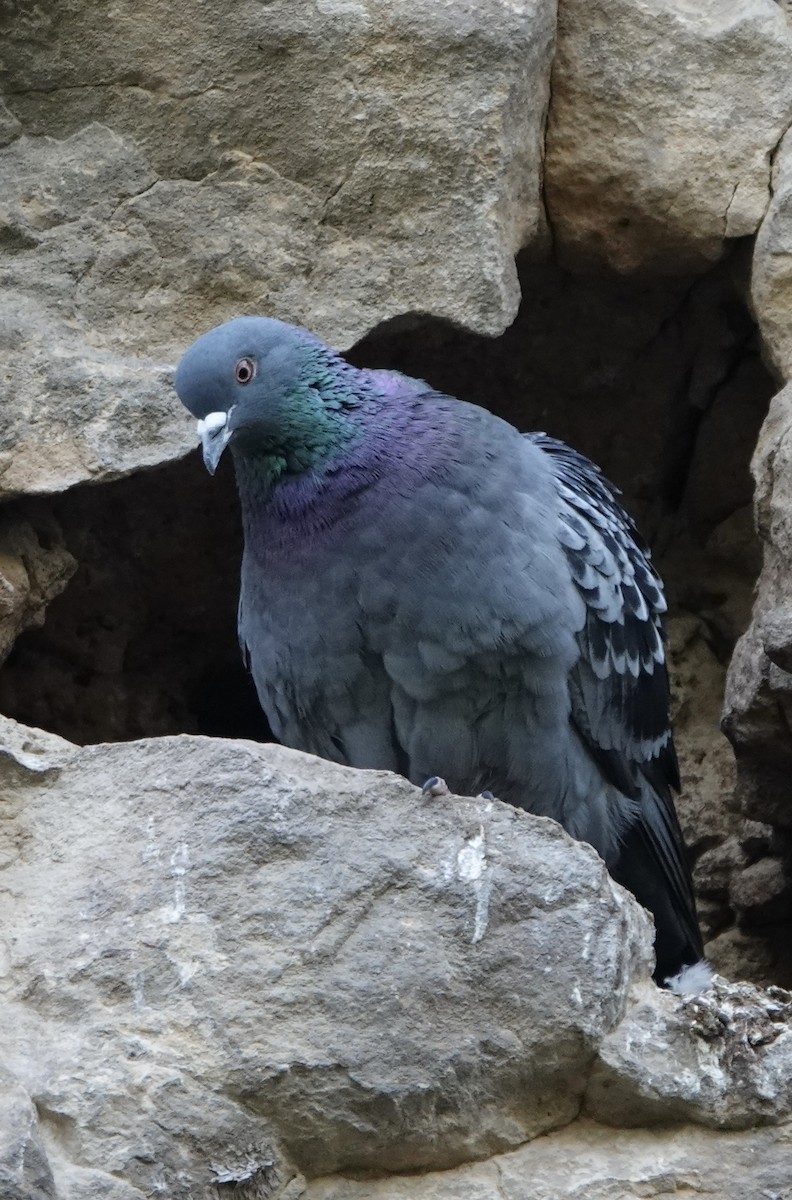 Rock Pigeon (Feral Pigeon) - ML618699301