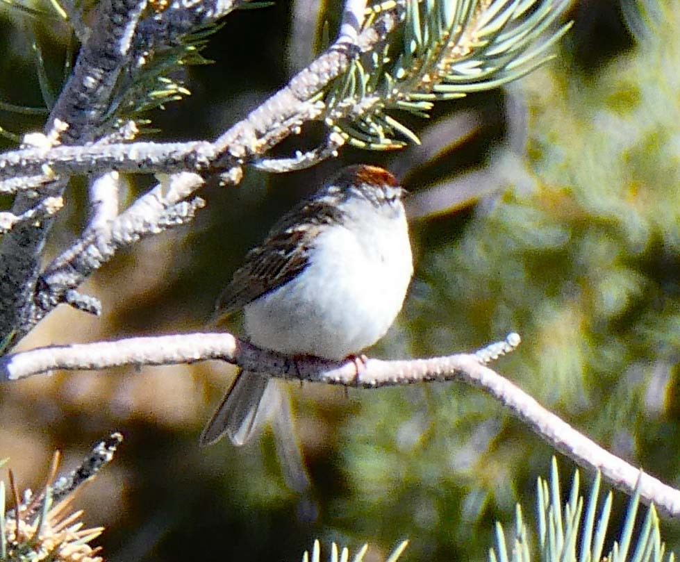 Chipping Sparrow - ML618699344