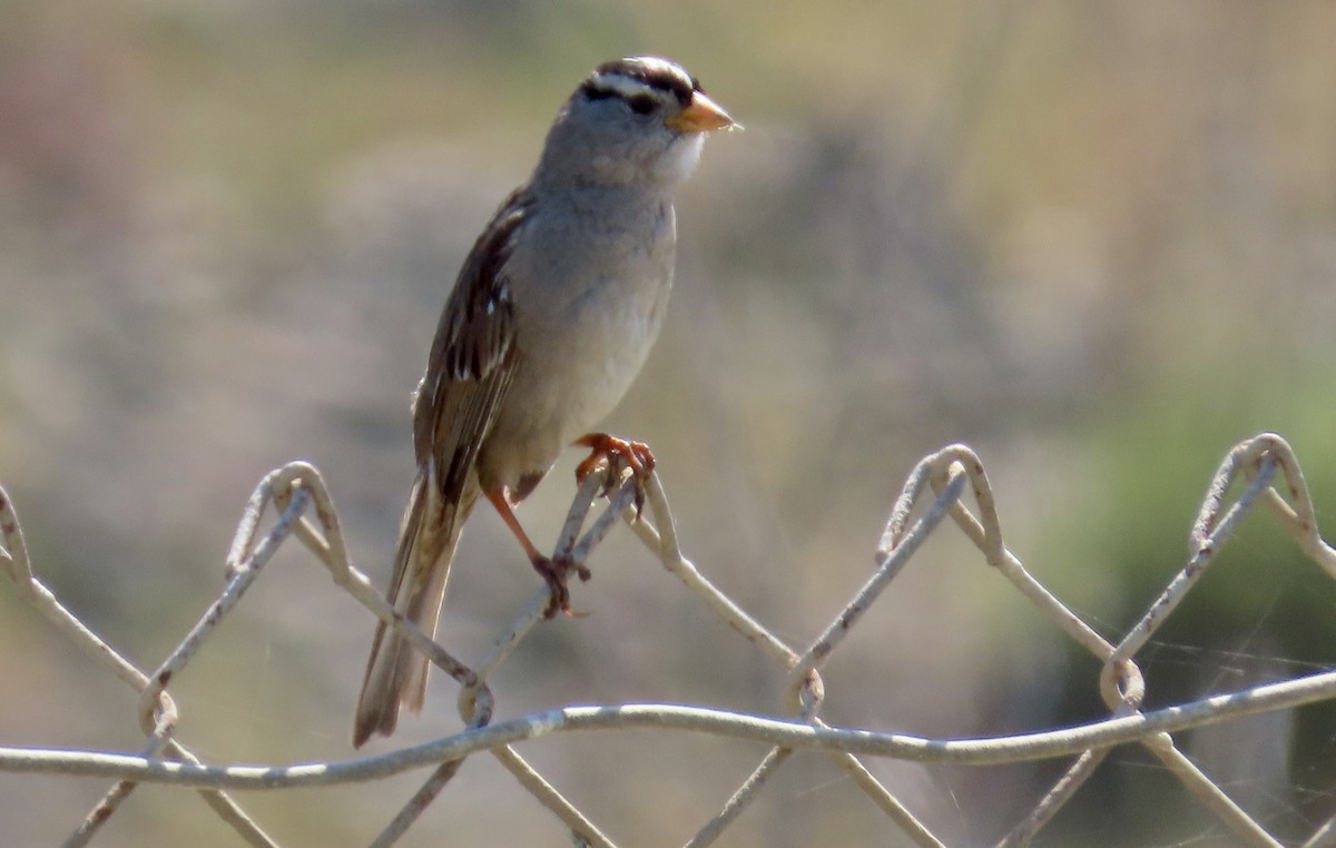 White-crowned Sparrow - ML618699353