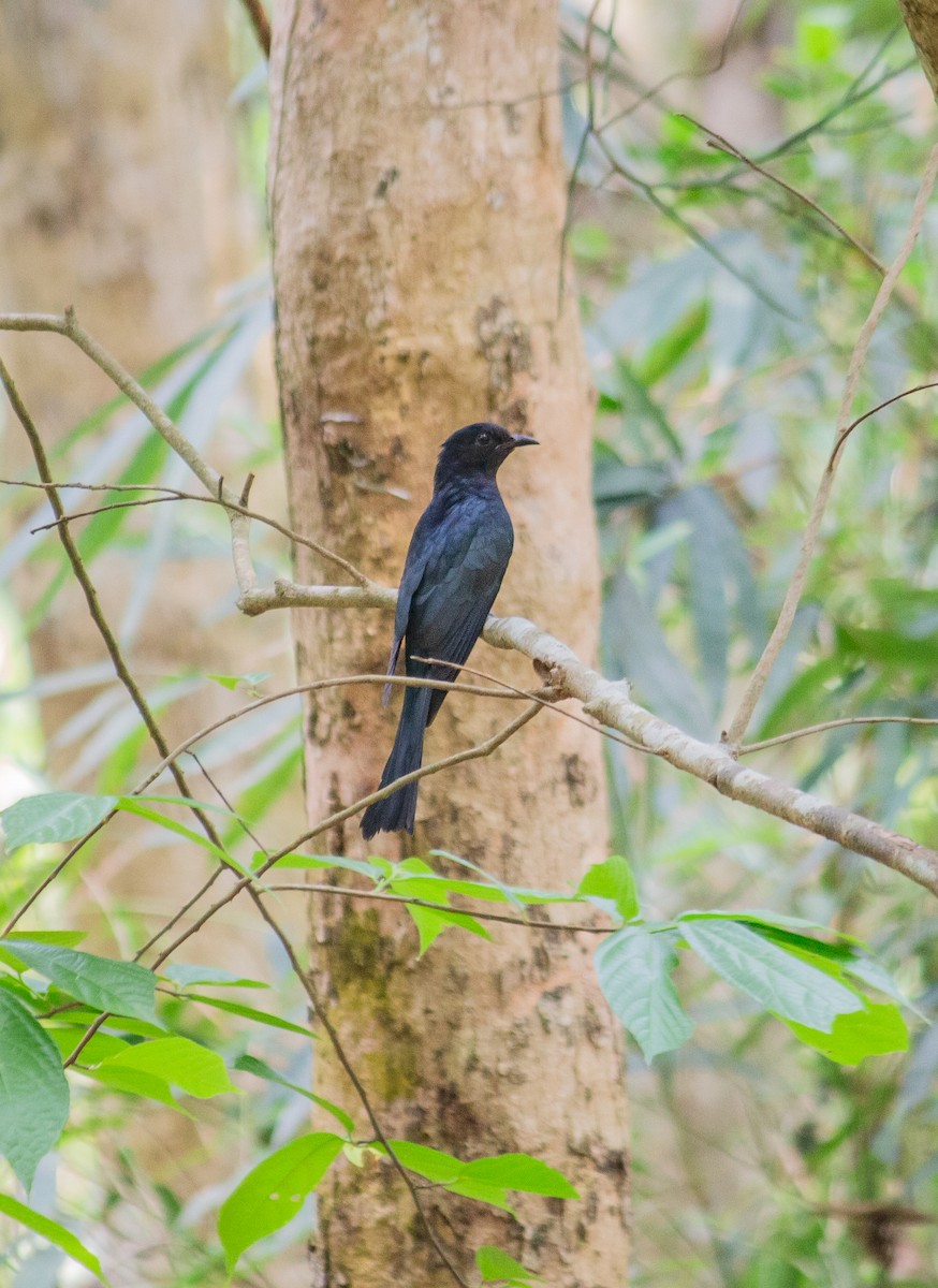 Square-tailed Drongo-Cuckoo - ML618699359