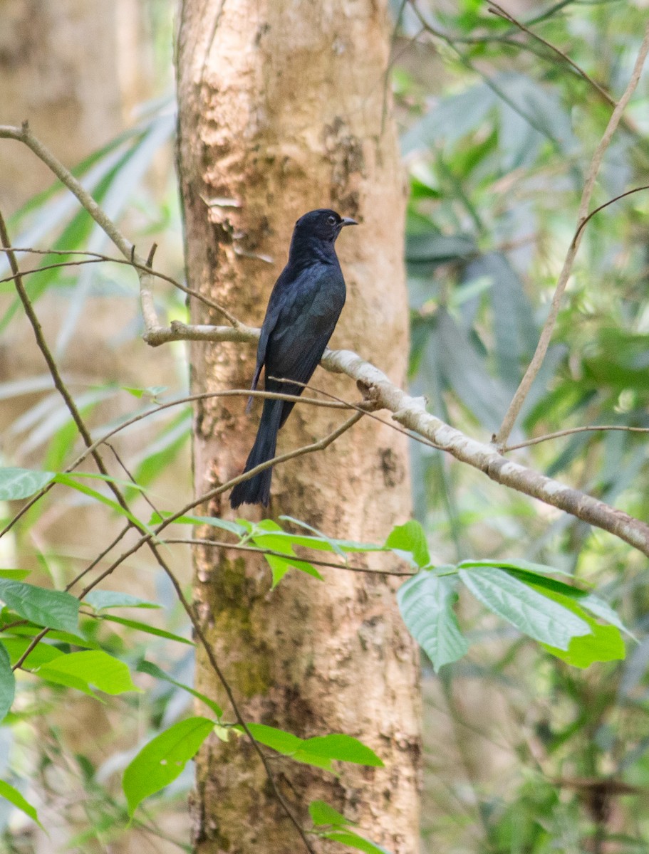 Square-tailed Drongo-Cuckoo - ML618699360