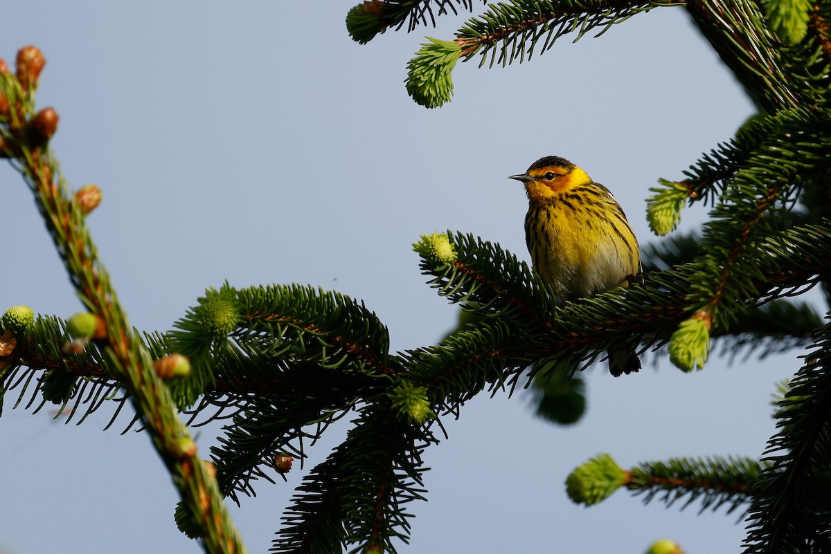 Cape May Warbler - ML618699389