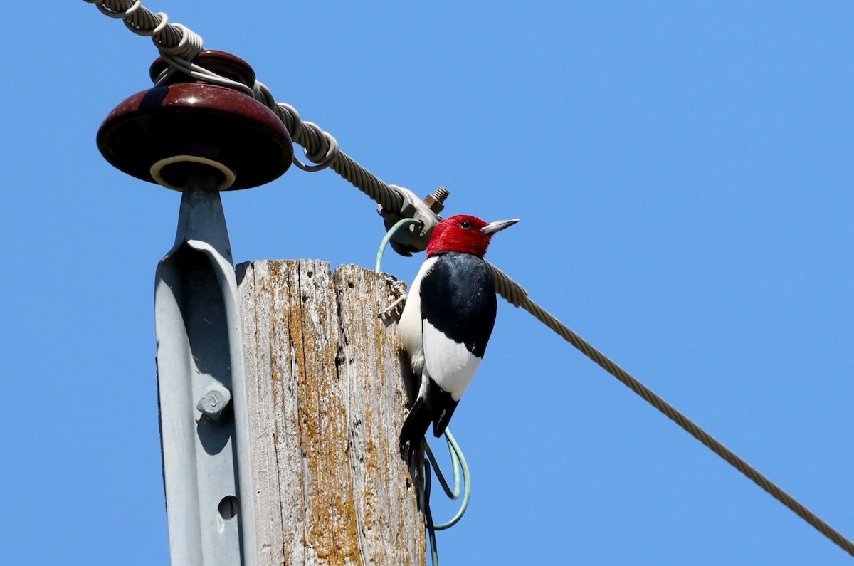 Red-headed Woodpecker - ML618699410