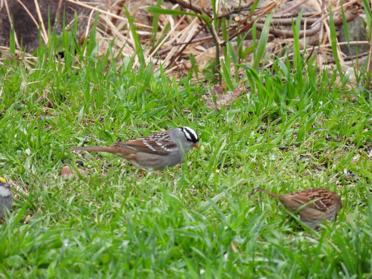 White-crowned Sparrow - ML618699442