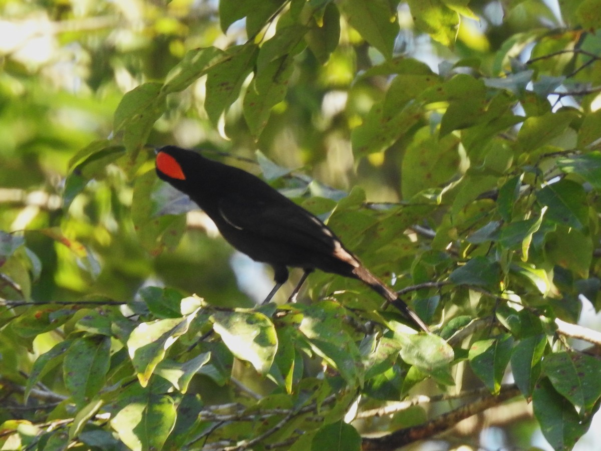 Flame-crested Tanager - ML618699443