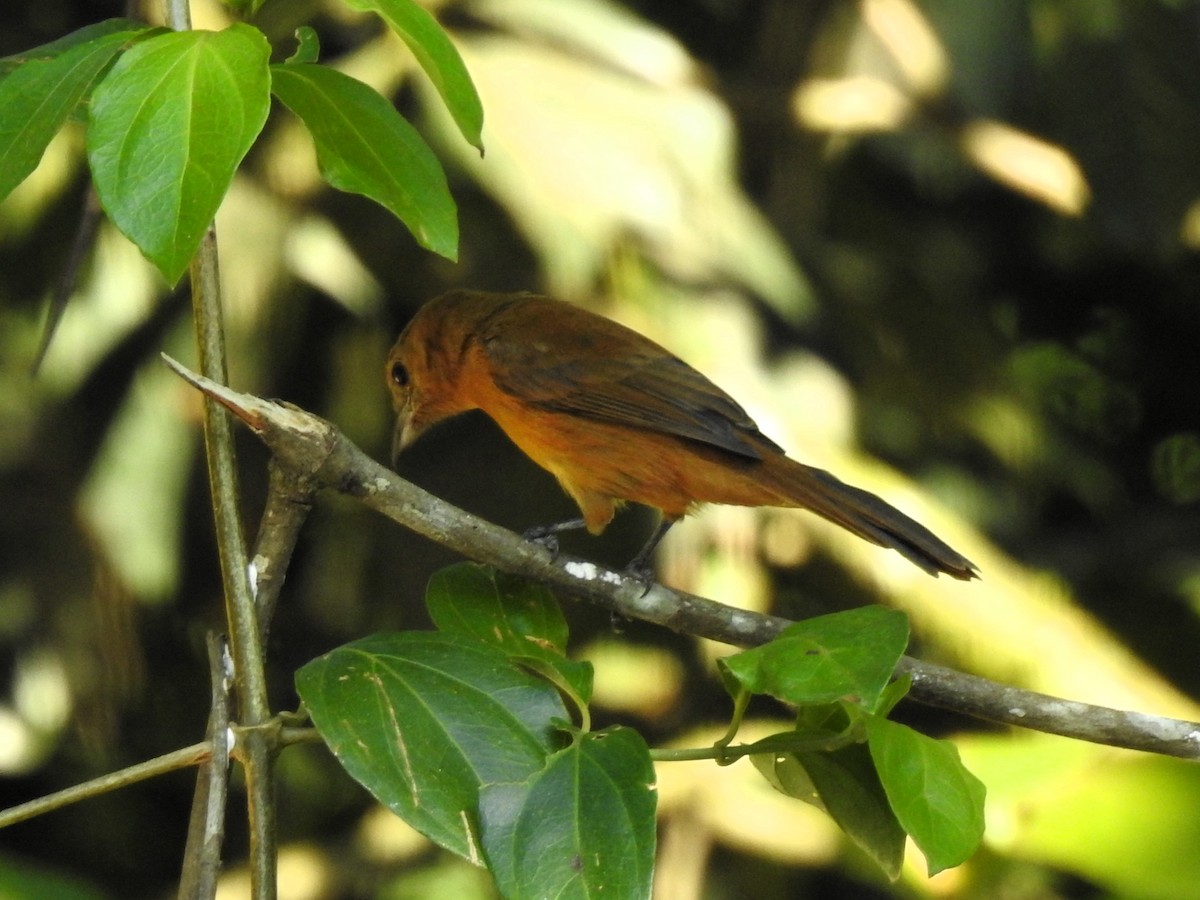 Flame-crested Tanager - ML618699444