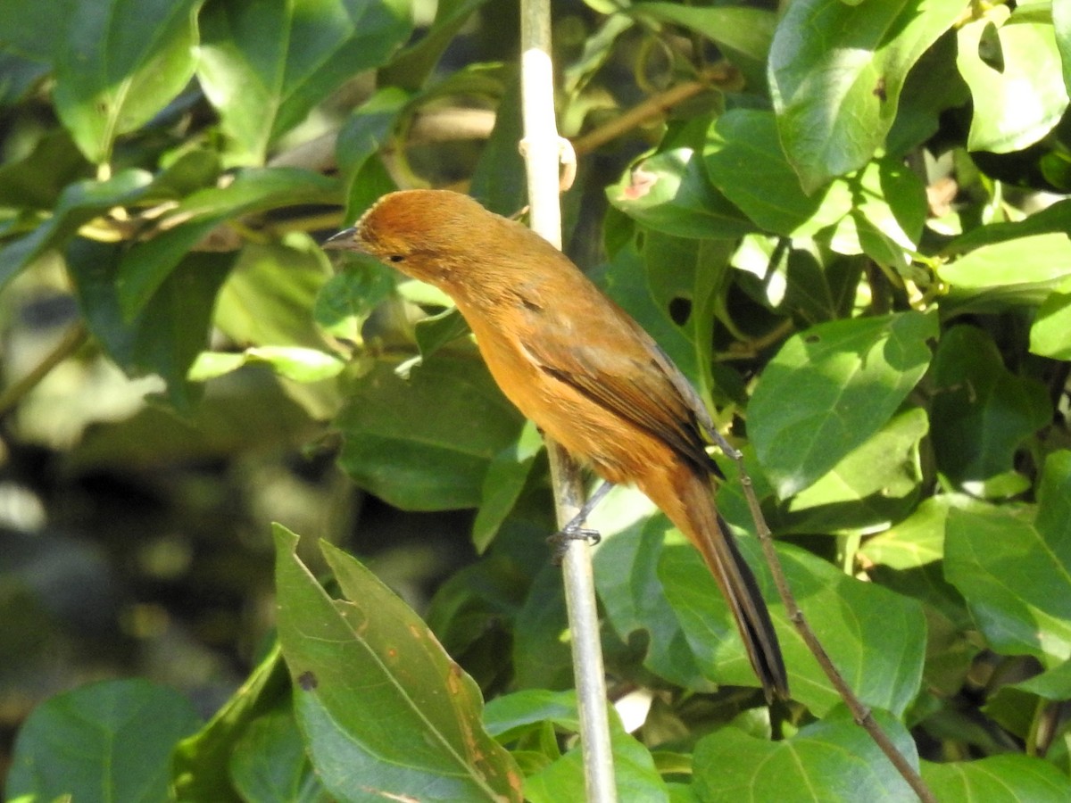 Flame-crested Tanager - ML618699445