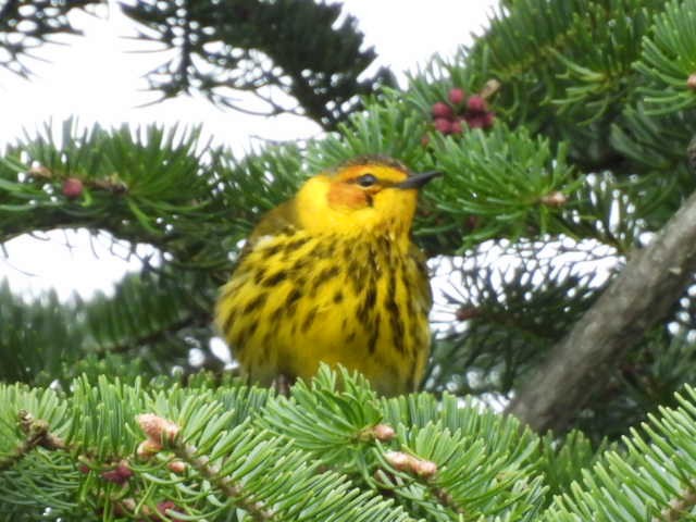Cape May Warbler - ML618699490